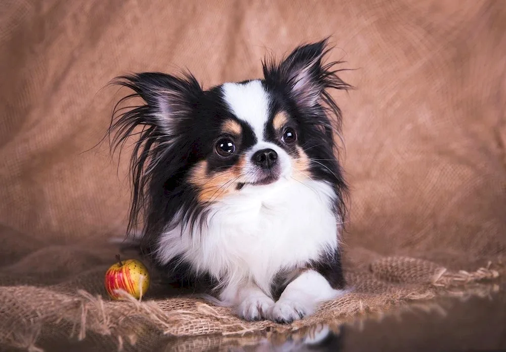 Chihuahua Tricolor long-haired