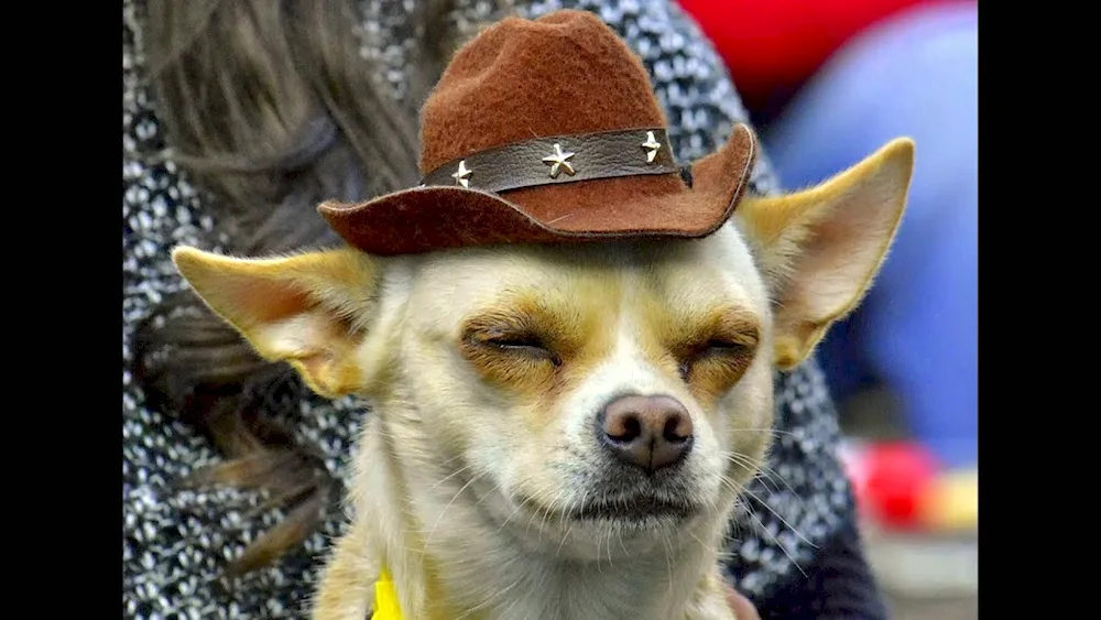 Chihuahua hairy