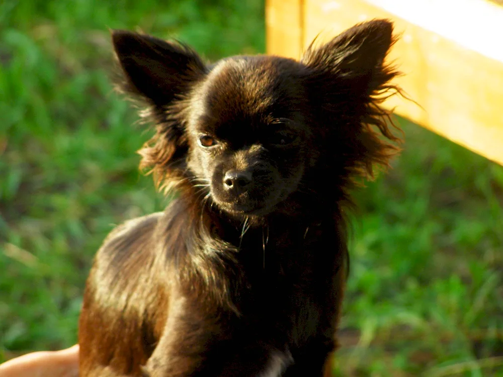 Chihuahua black longhair