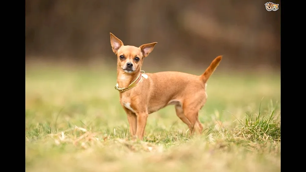 Chihuahua golden smooth-haired