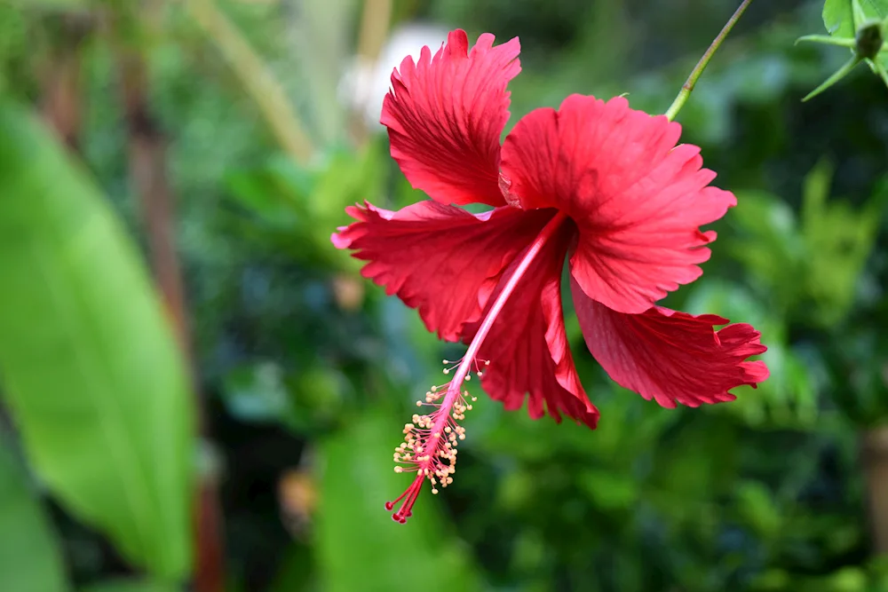 Chilis Selva tropical flowers