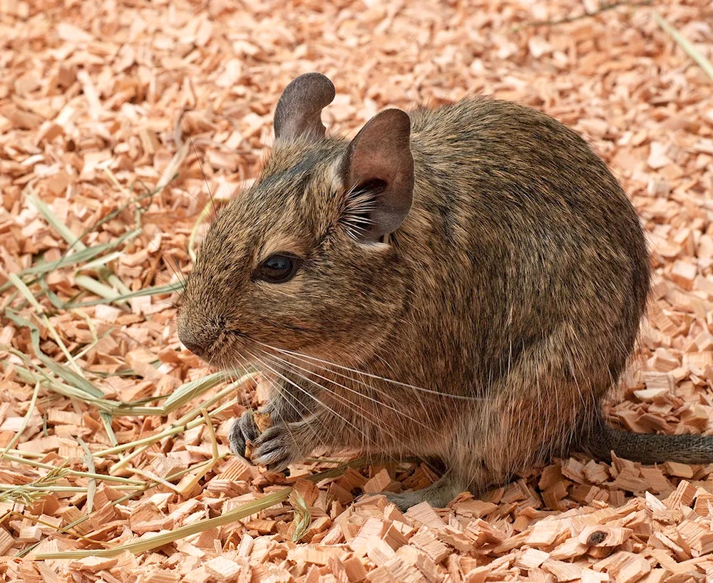 Chilean squirrel degu