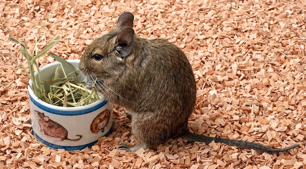 Chilean squirrel degu