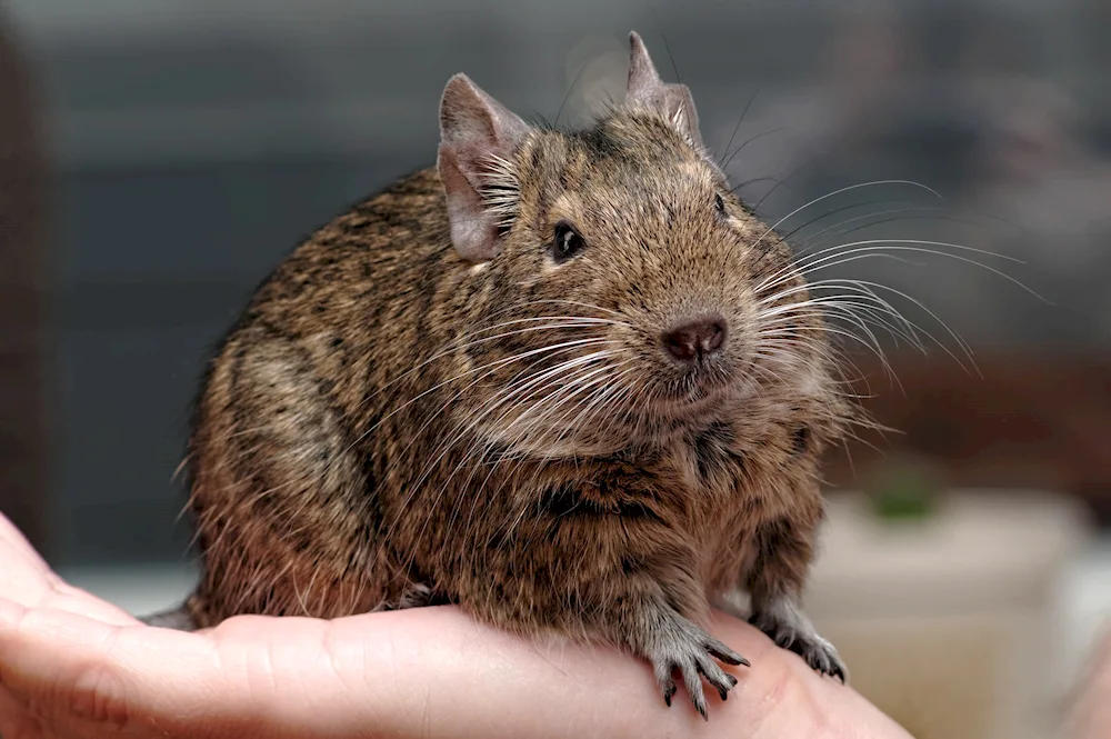 Chilean squirrel degu