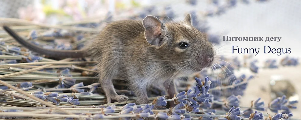 Degu