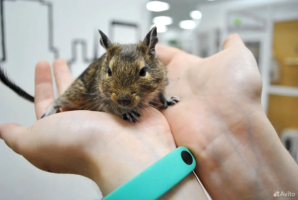 Degu agouti