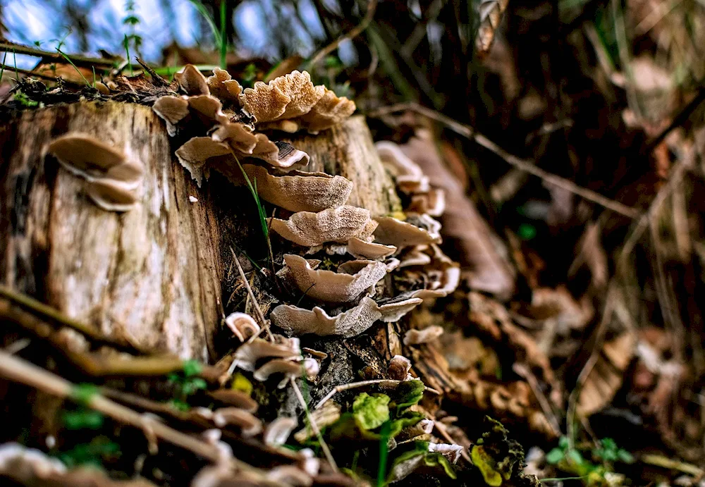 Chinariki mushroom