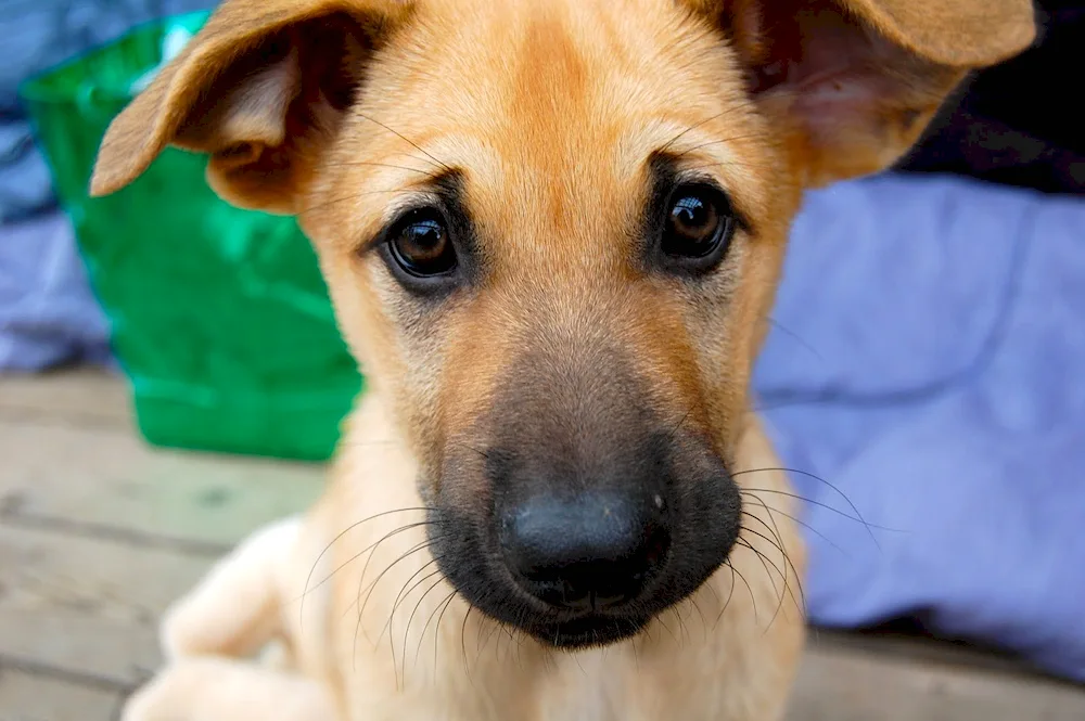 Basenji