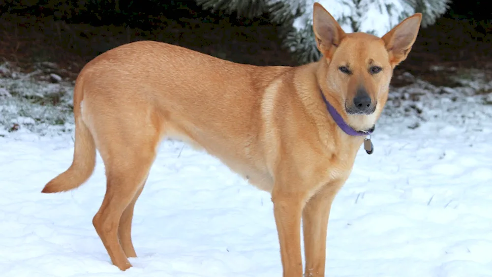 American Dingo dog breed