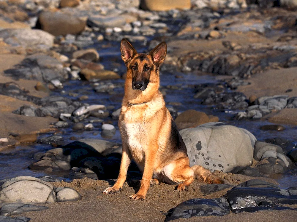 Chinook breed