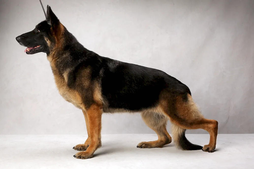 German Shepherd Black