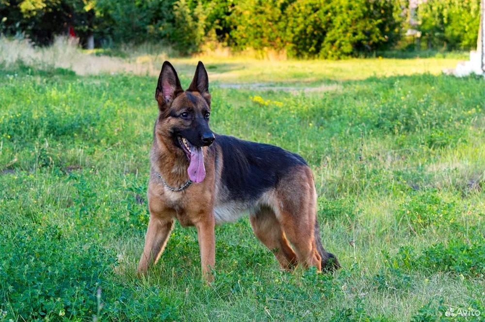 Purebred German Shepherd