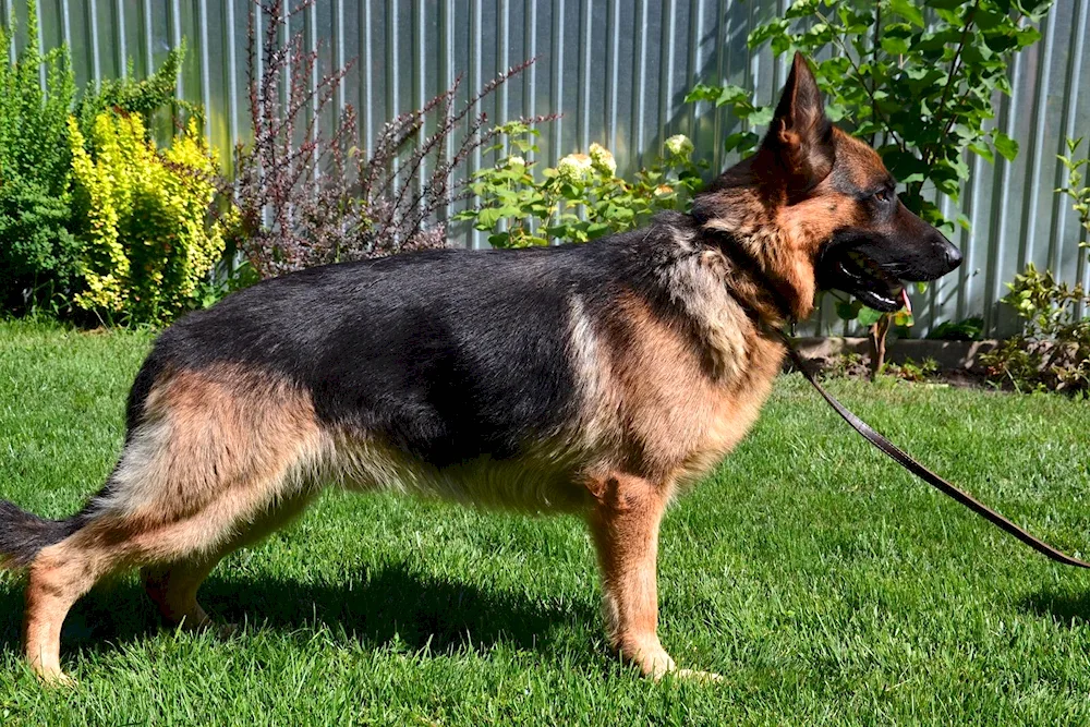 Purebred German Shepherd