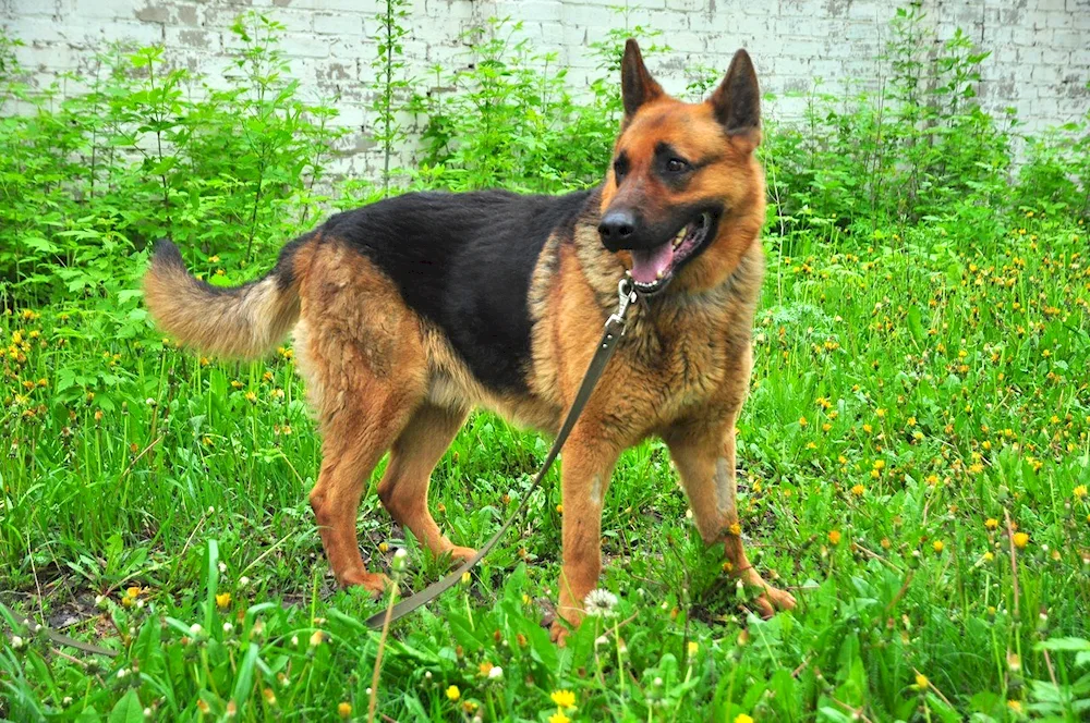 Purebred German Shepherd