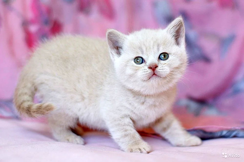 British cat long-haired cat