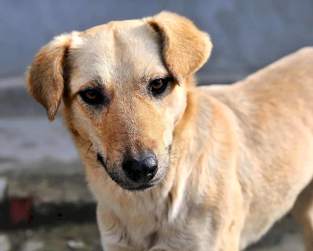 Purebred Terrier