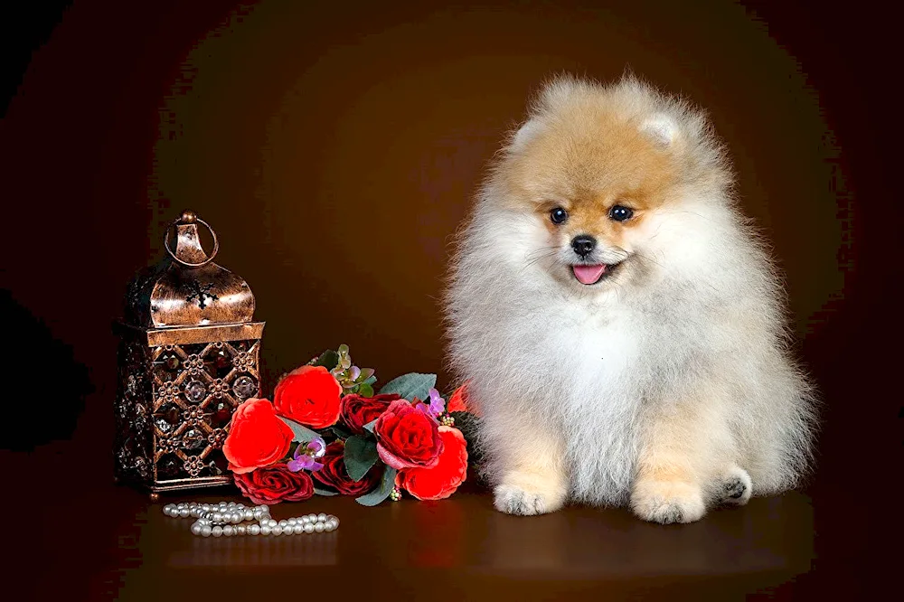 Pomeranian Spitz