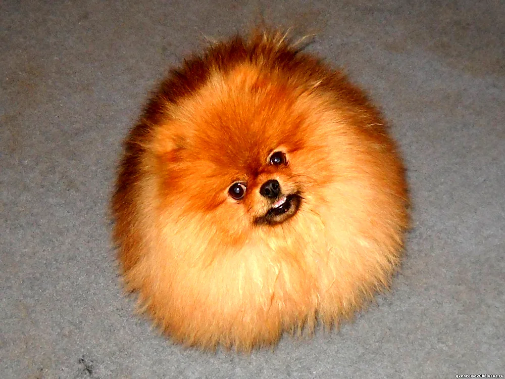 Pomeranian Spitz