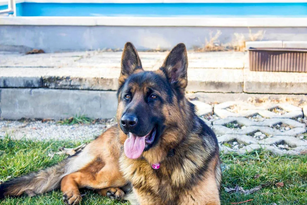 Purebred German Shepherd