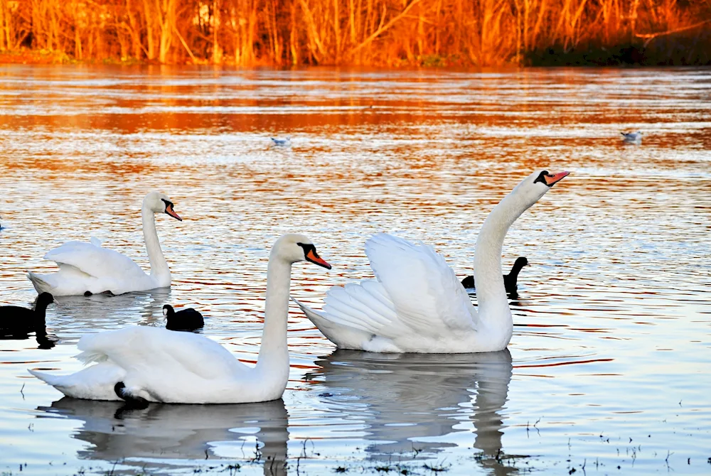 Clean Ponds Swans