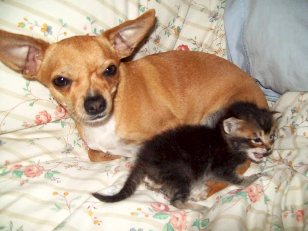 Chihuahua and sheepdog