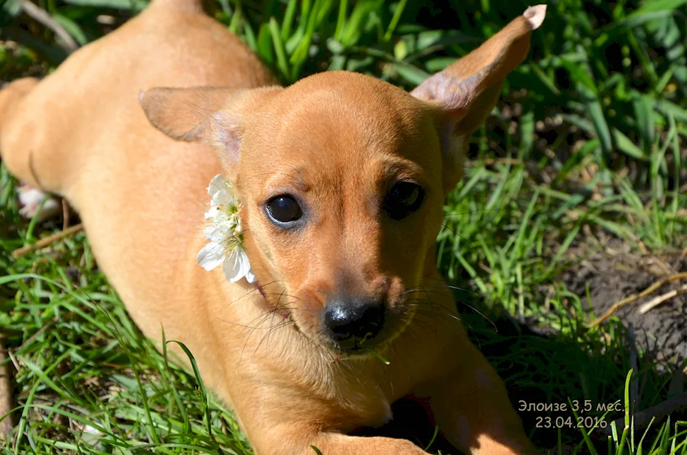 Chivini Chihuahua