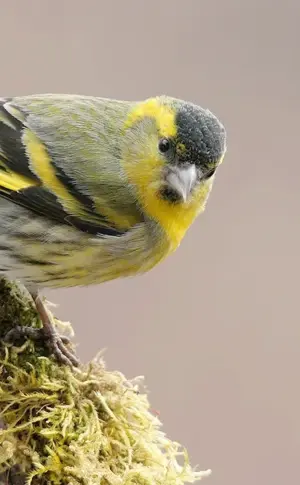 Siskin Bird