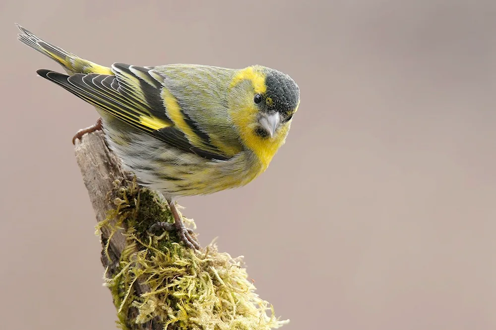 Siskin Bird