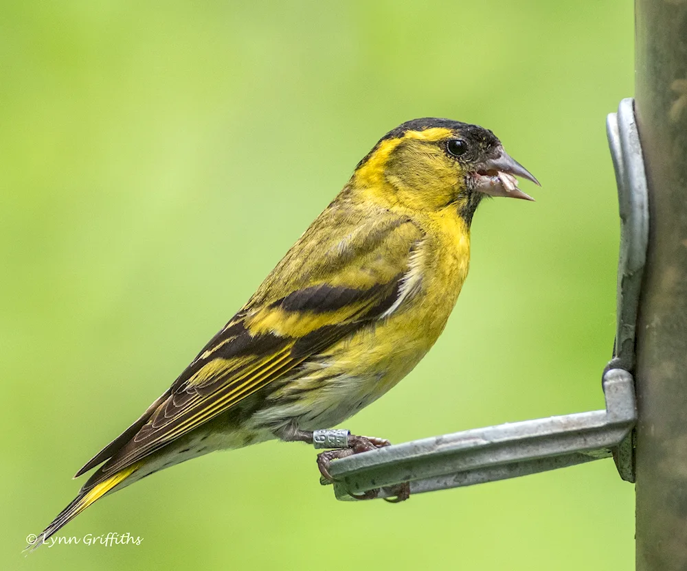 Spinus Spinus Siskin