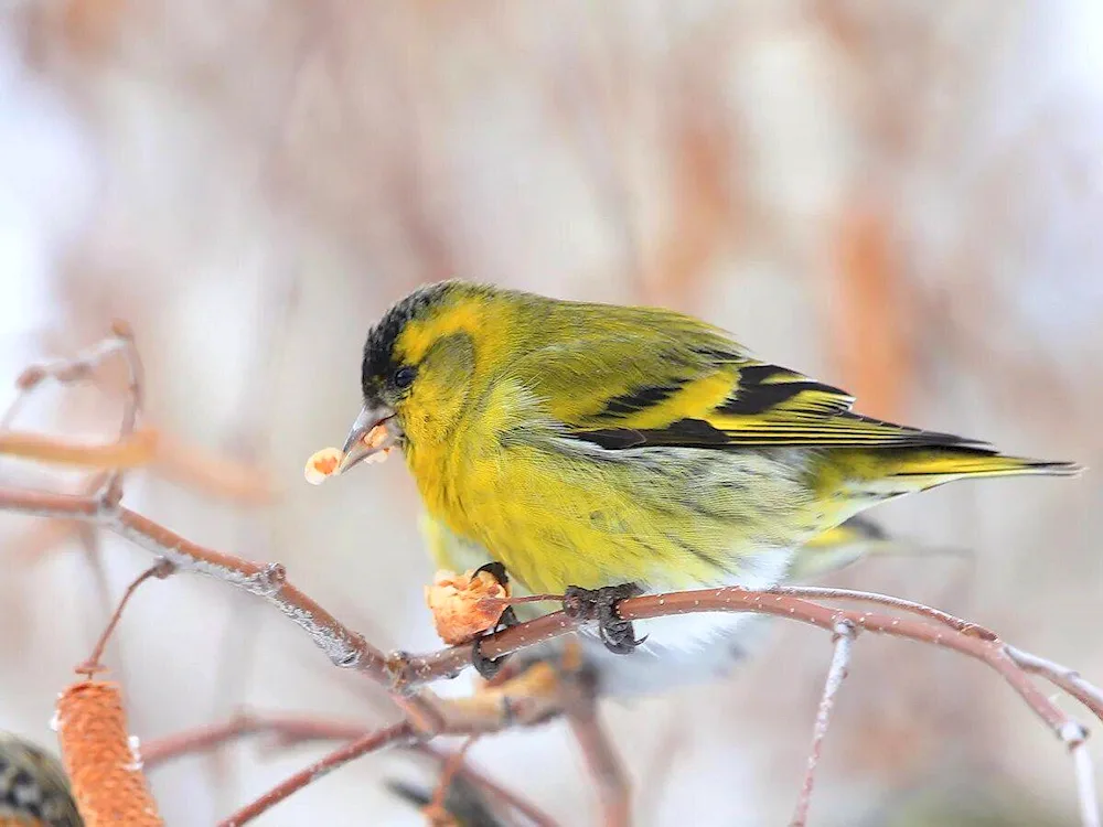 Spinus Spinus Siskin