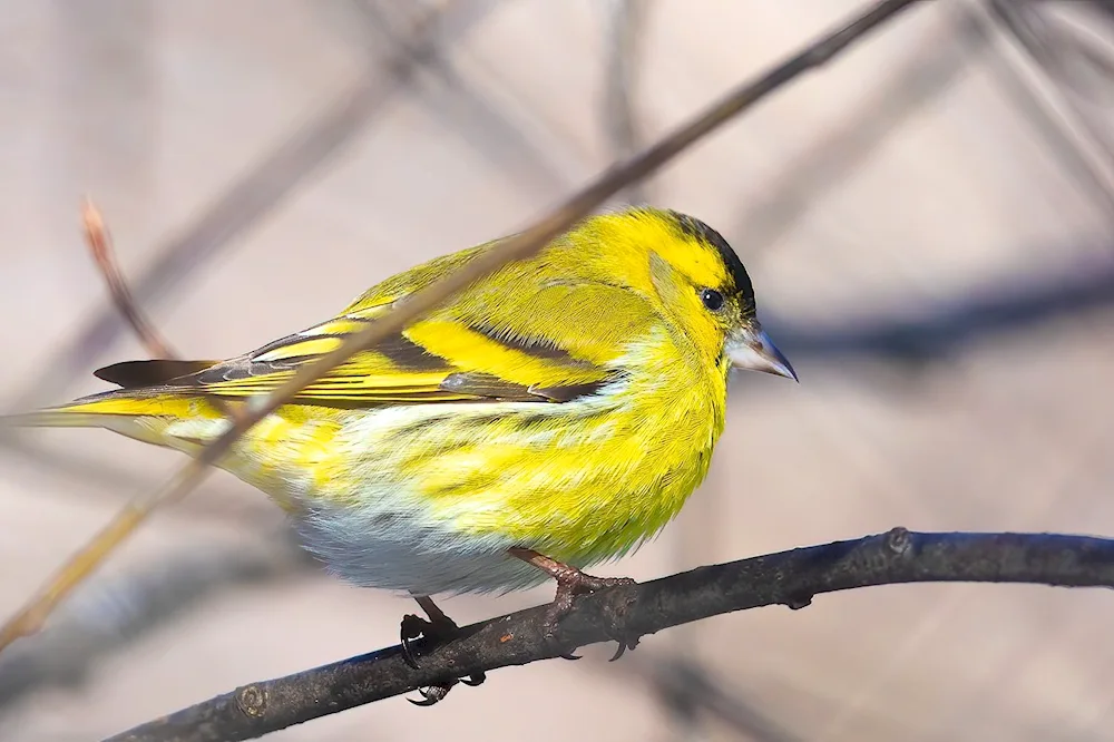 American Goldfinch bird