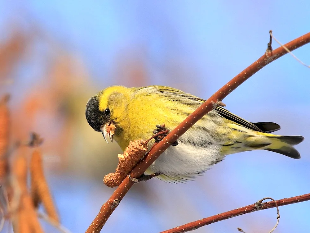 Spinus Spinus Spinus Siskinus Common Siskin