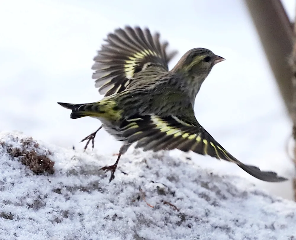 Pine Siskin