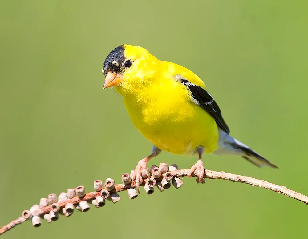 American Goldfinch bird