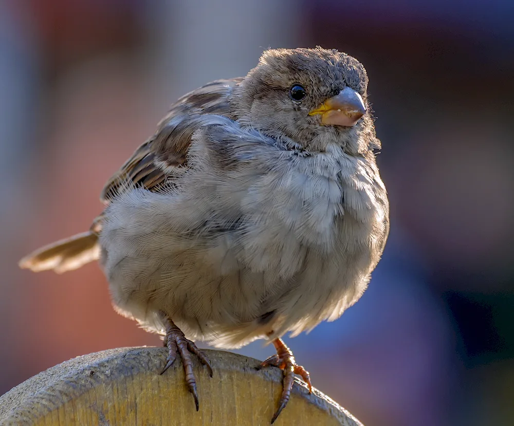 Red-headed Sparrow