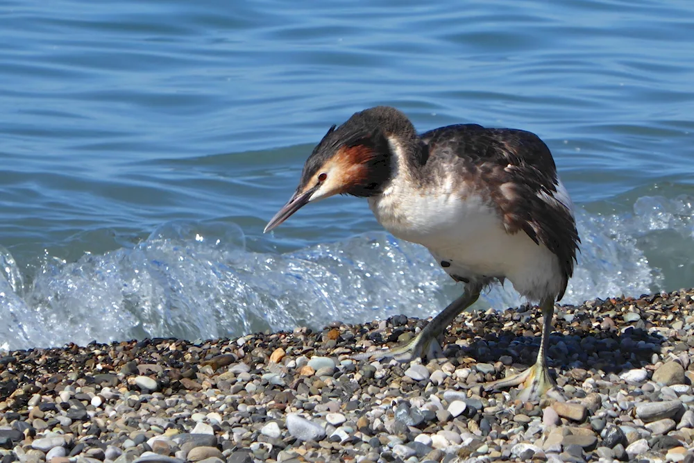 Black Sea Cormorant