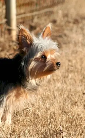 Chorky Yorkie