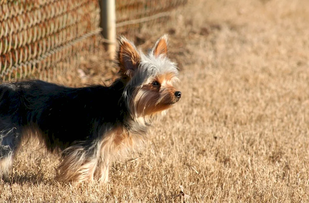 Chorky Yorkie