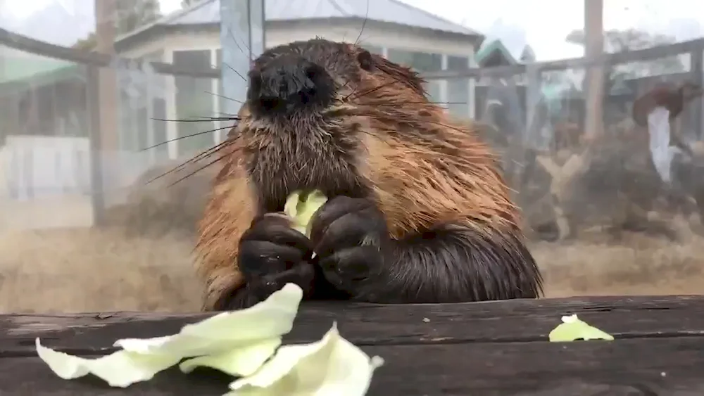 What a beaver eats