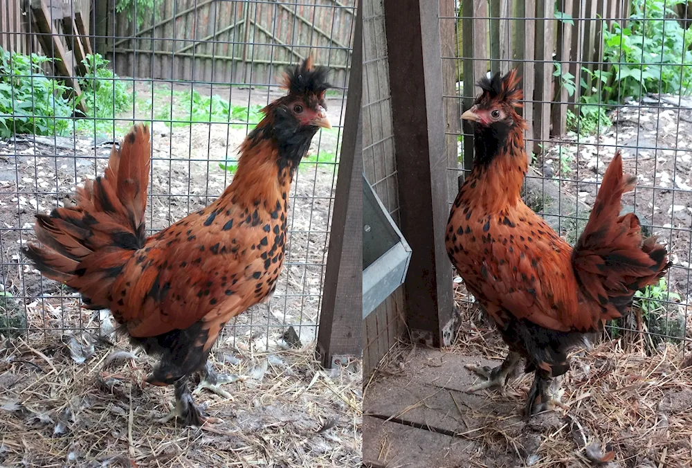 Chubby Chickens breed