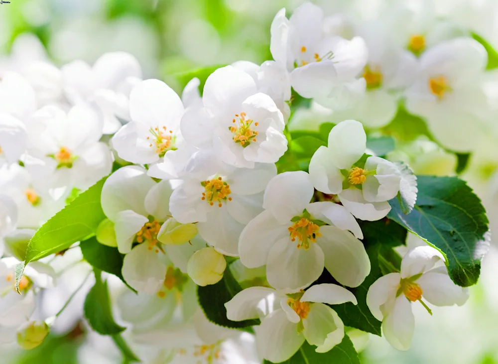 Siberian apple tree blooming