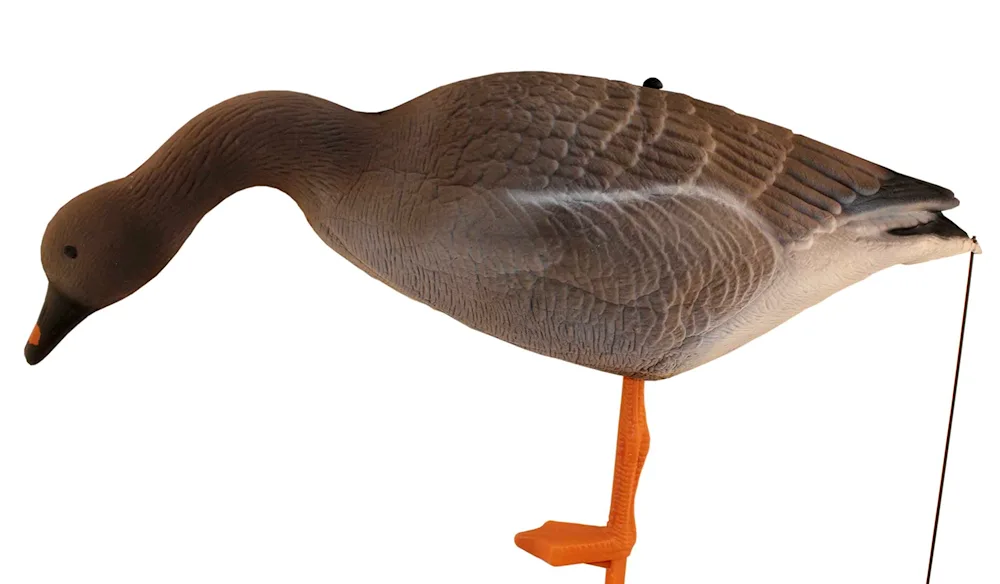 Siberian Taiga Bean Goose