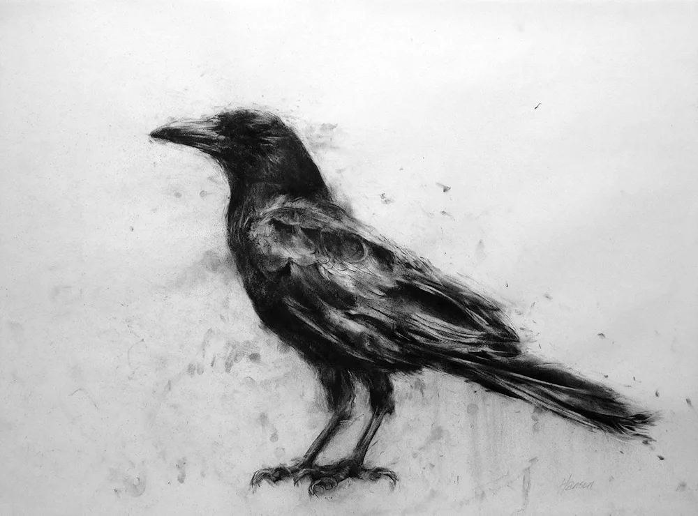 crow drawing