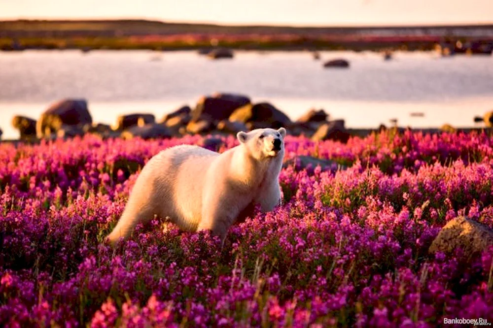 Chukotka tundra blooms