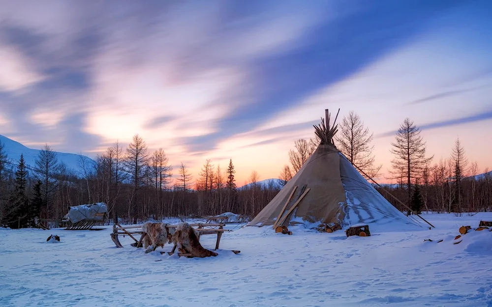 Chum nenets in the tundra