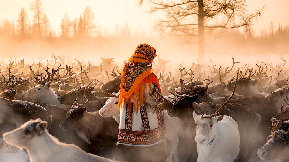 Chum reindeer nenets Yamal