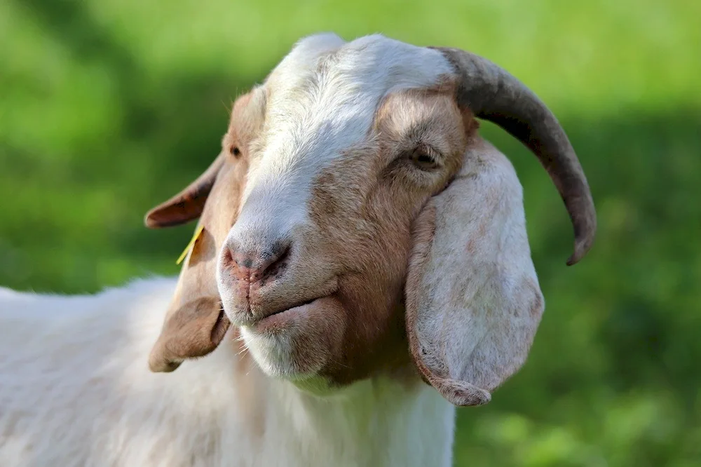 Alpo-Nubian goats