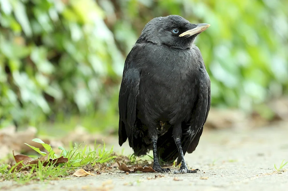 Galka common - Corvus monedula