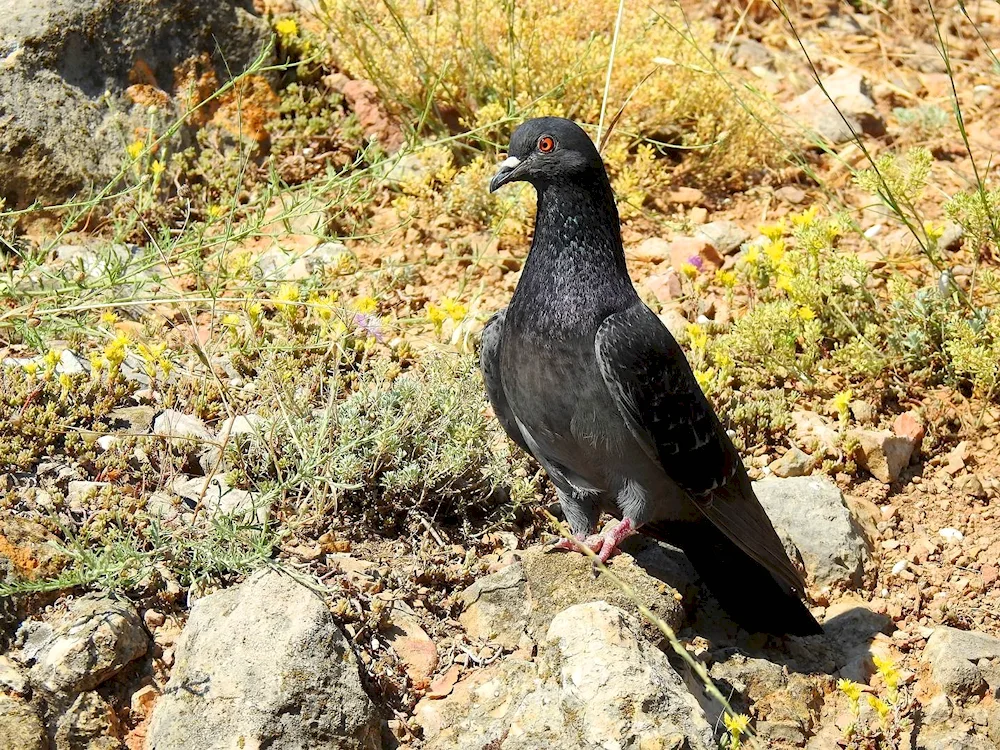 Mountain pigeon Dahlia