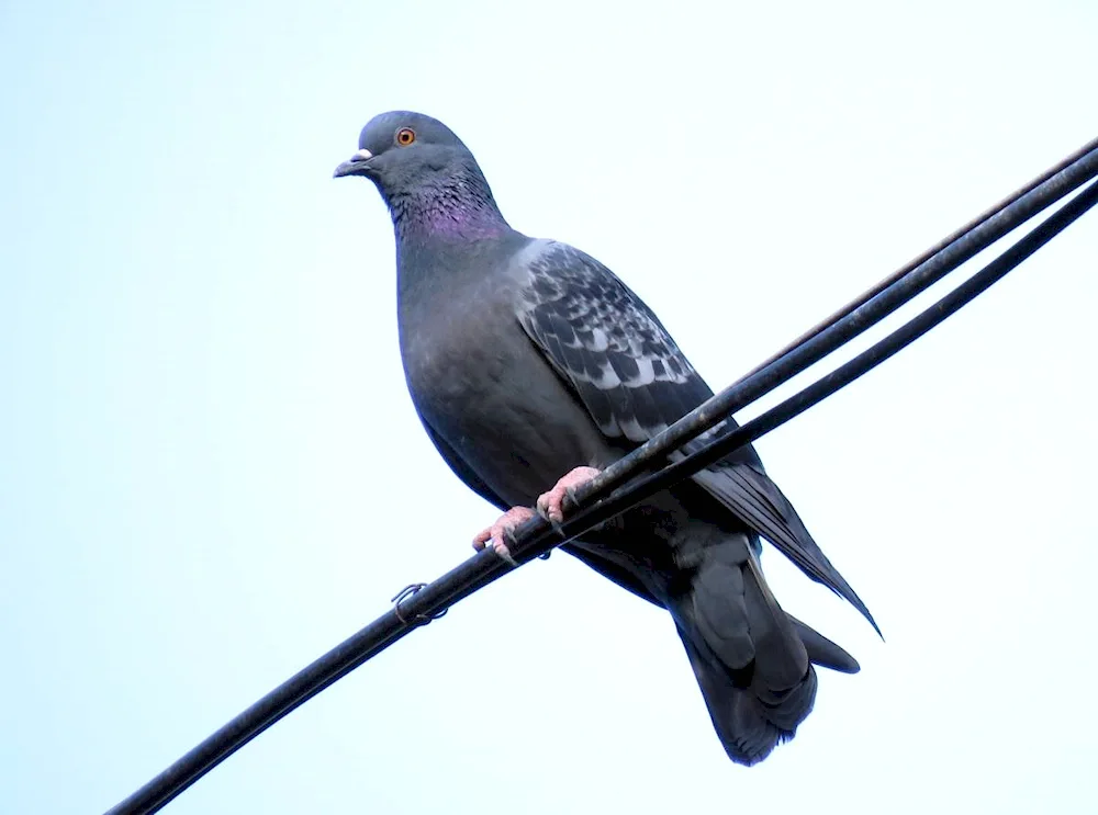 Crested bronze-winged pigeon